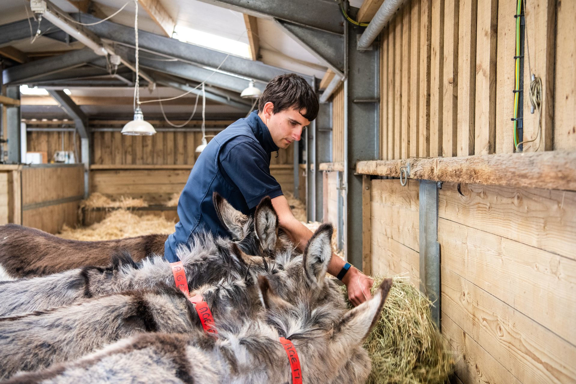 Groom filling hay troughs