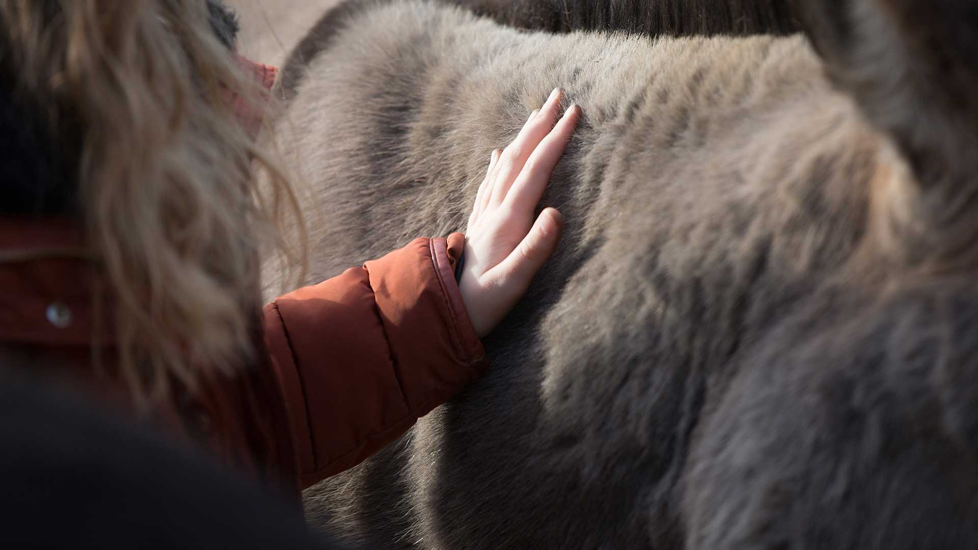 Hand on donkey fur