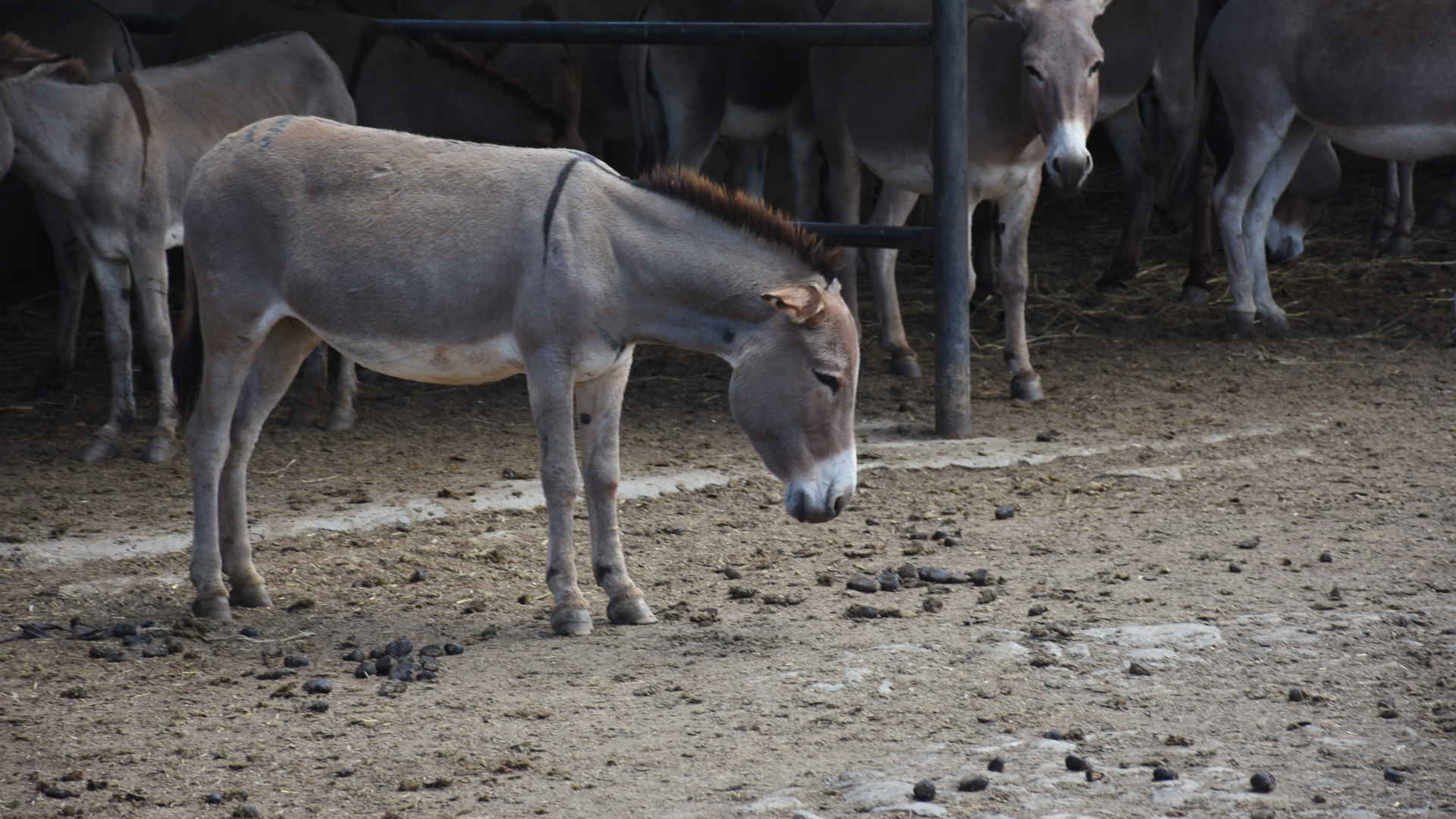 Donkey with head down at Kenyan slaughterhouse