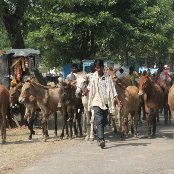 Animals at Barabanki Equine Fair