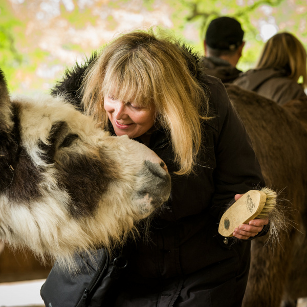 Donkey grooming