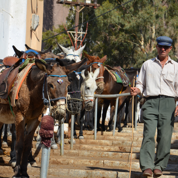 Donkey taxis in Santorini