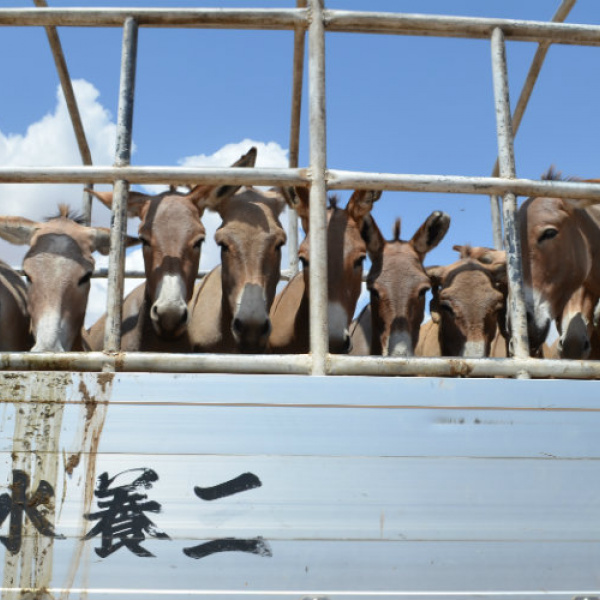 Donkeys in transit, Tanzania