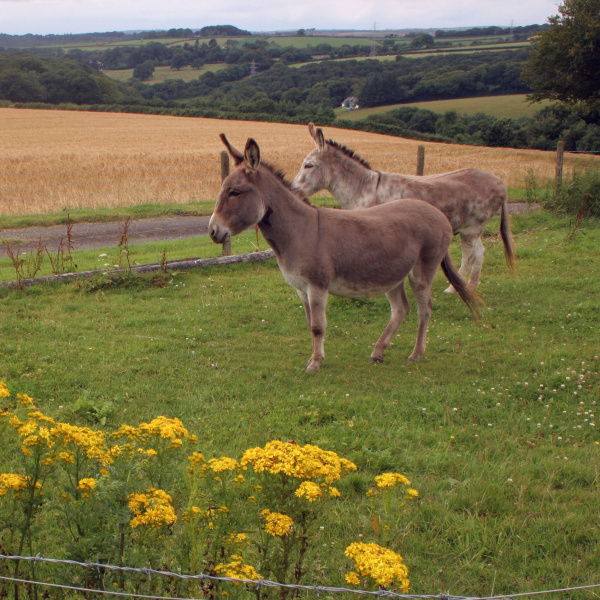 Donkeys in field with ragwort growing