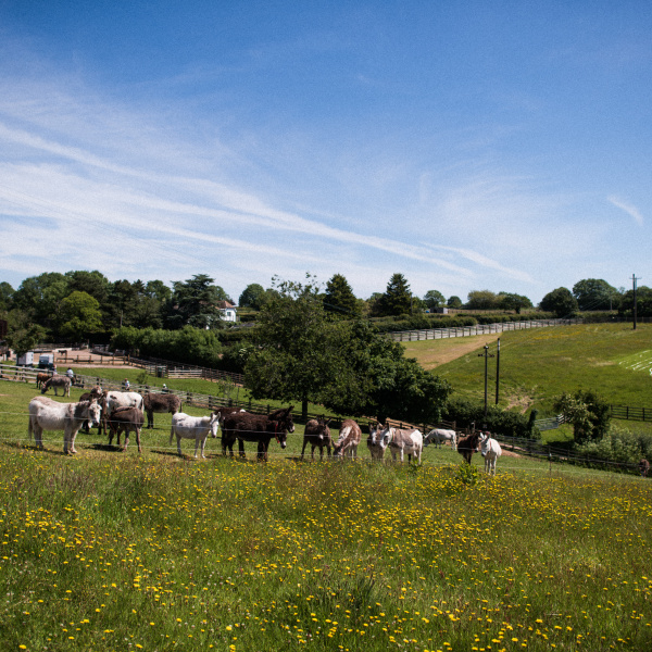 The Donkey Sanctuary in Sidmouth