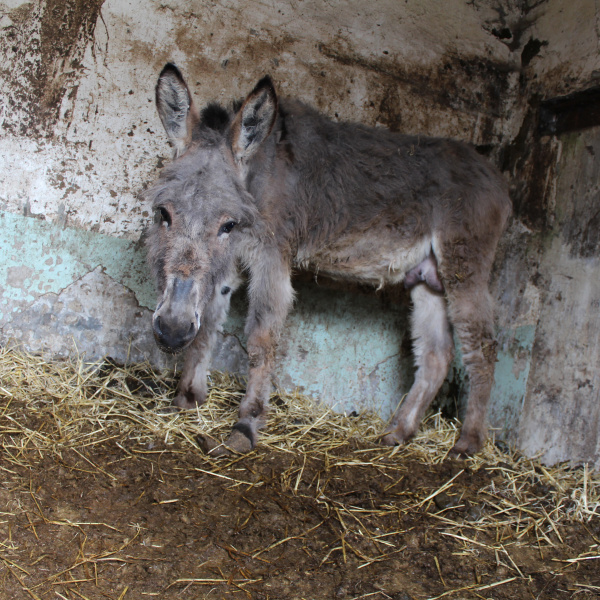 Tommy from Gomersal inside his dirty stable