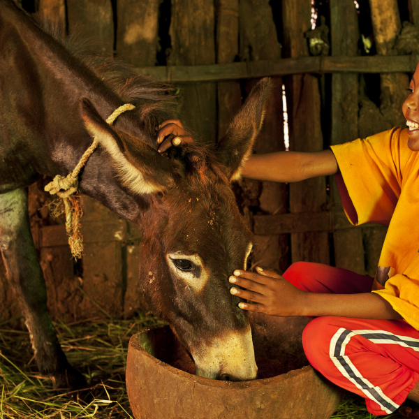 Abraham shows compassion towards his donkey in Ethiopia