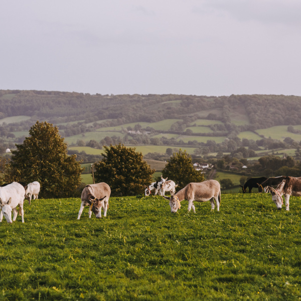 Donkeys at Brookfield Farm