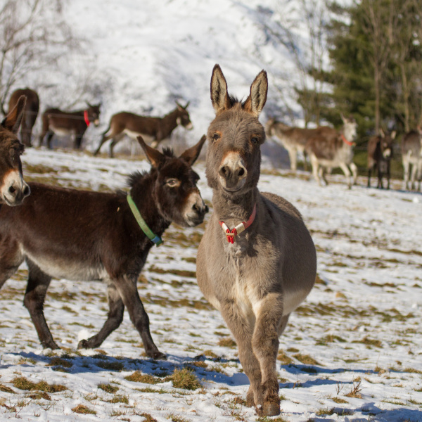 Donkeys in the snow, Il Rifugio degli Asinelli, Italy