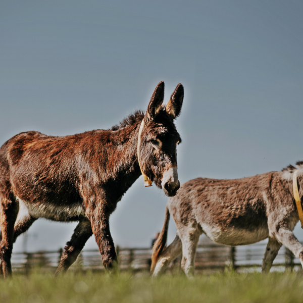 Donkeys at The Donkey Sanctuary