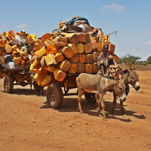 Donkeys' role in during Ethiopian drought