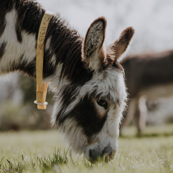 Feeding and nutrition