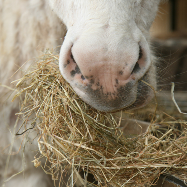 Feeding elderly donkeys