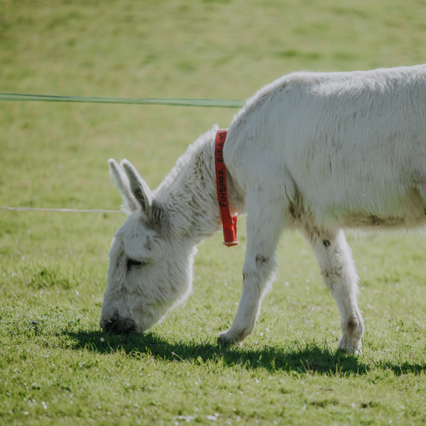 Donkey grazing in field