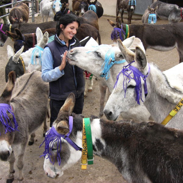 Donkeys wearing fly fringes