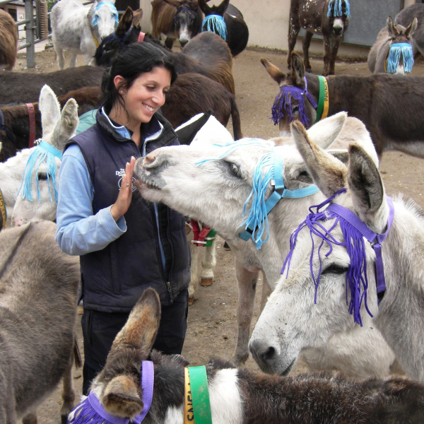 Donkeys wearing fly fringes