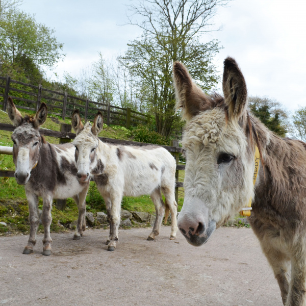 All about donkeys