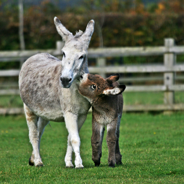 Caring for mares and foals