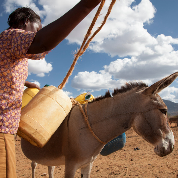 Donkey owner loading her donkey with water containers