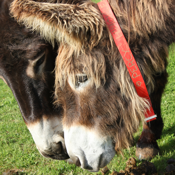 Percy poitou donkey