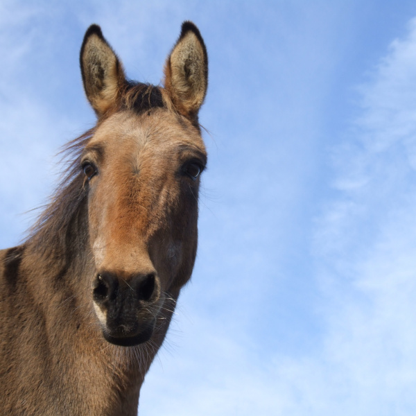 Resident mule at Town Barton