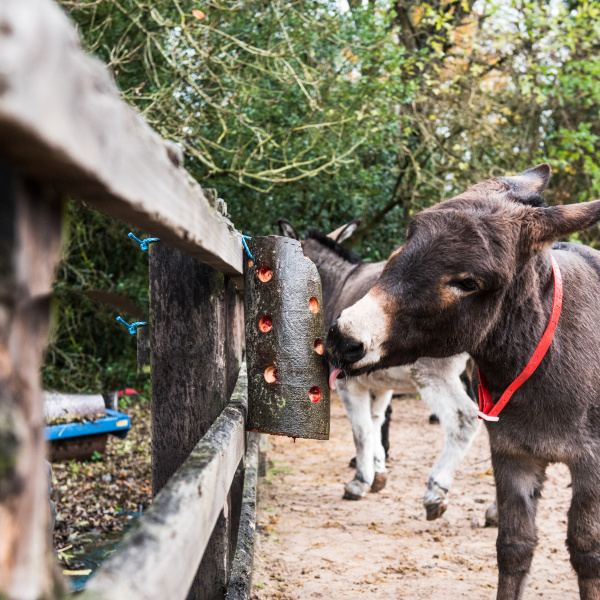 Donkey enrichment