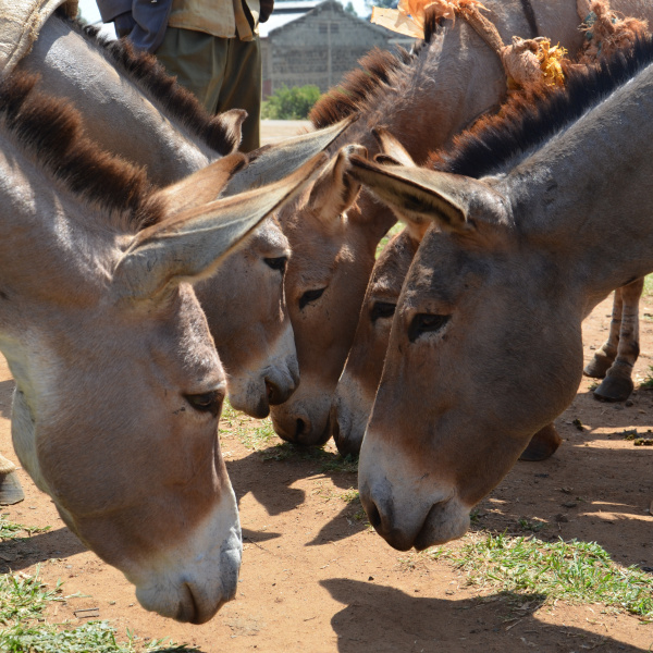 Vet clinic, Kenya