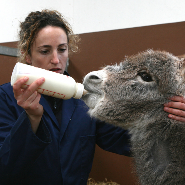 Ashley, orphaned foal, being bottle fed