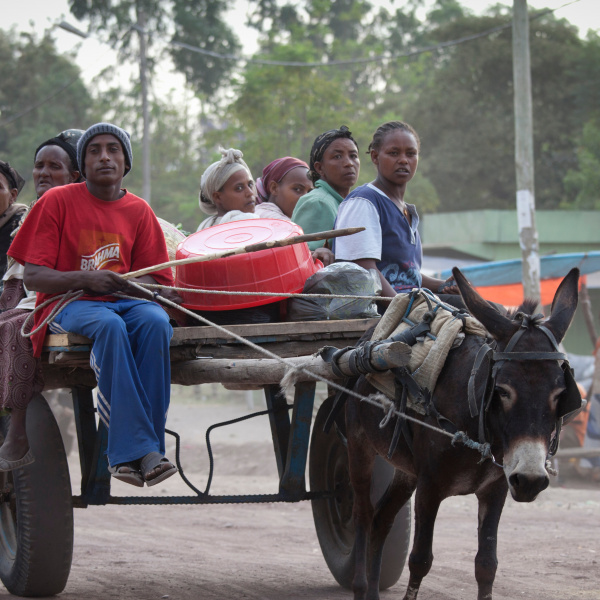 Donkey harness