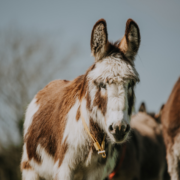 Donkey in a field