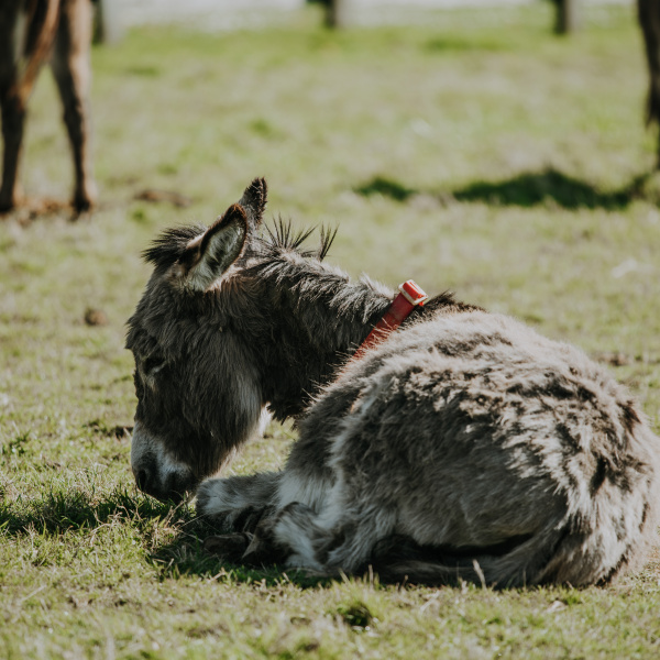 Donkey lying down in field