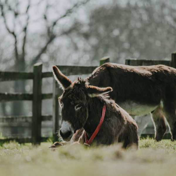 Laminitis in donkeys - donkey sitting down