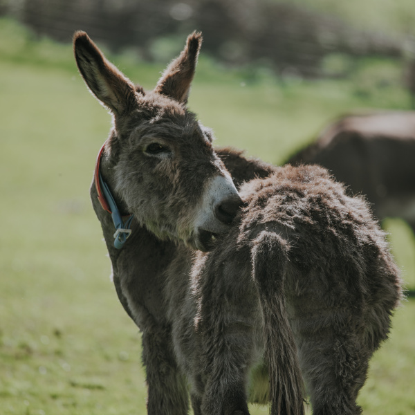 Donkey scratching