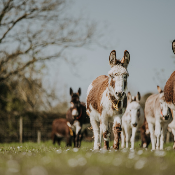 Donkeys turned out into field