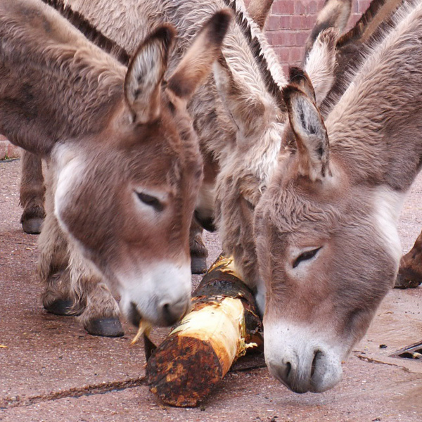 Donkeys chewing non-poisonous log - cropped