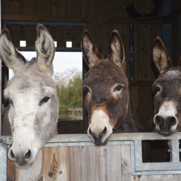 Donkeys looking over a stable door