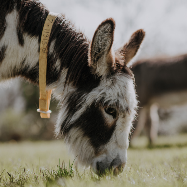 Drizzle grazing in a paddock