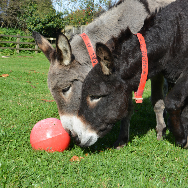 Donkey enrichment - playing with a ball