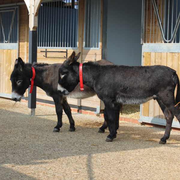 Donkeys in front of stable