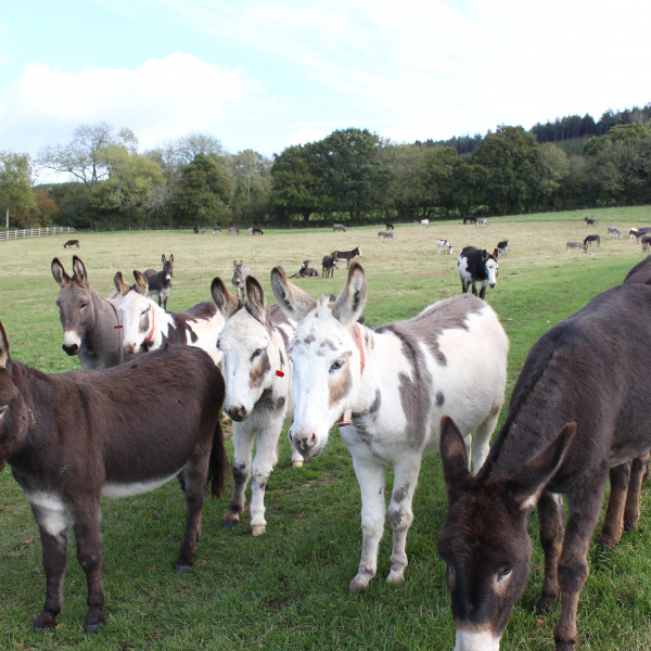 Herd of donkeys