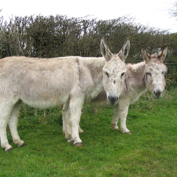 Bonded pairs - Lady and Little Pippa