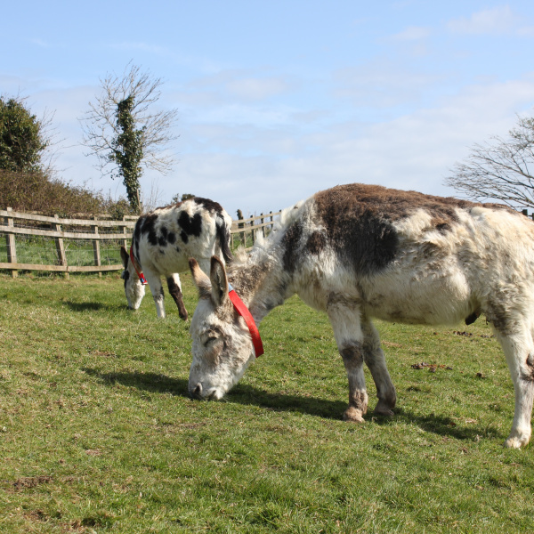 Pair of skewbald donkeys grazing