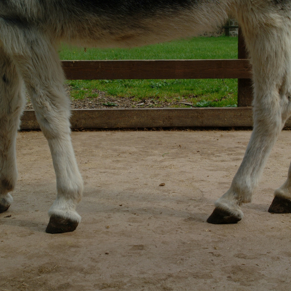 Donkey hooves in good condition