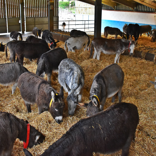 Webcam inside Main Barn