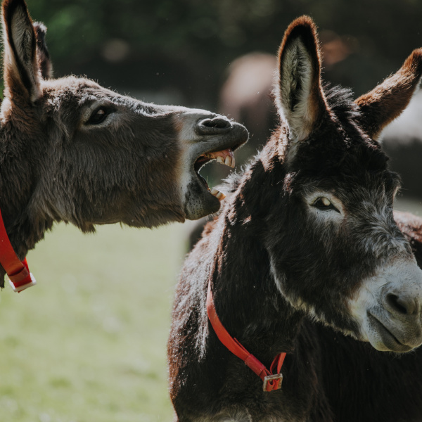 Donkeys playing in the field