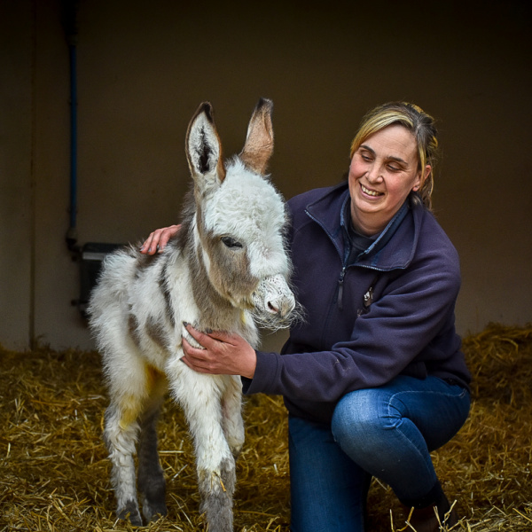 Millie's newborn foal