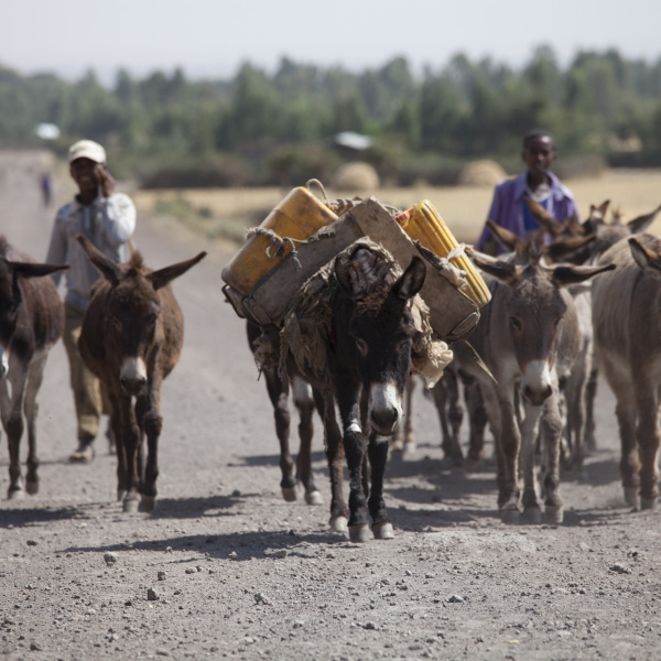 Donkey herd with water and men