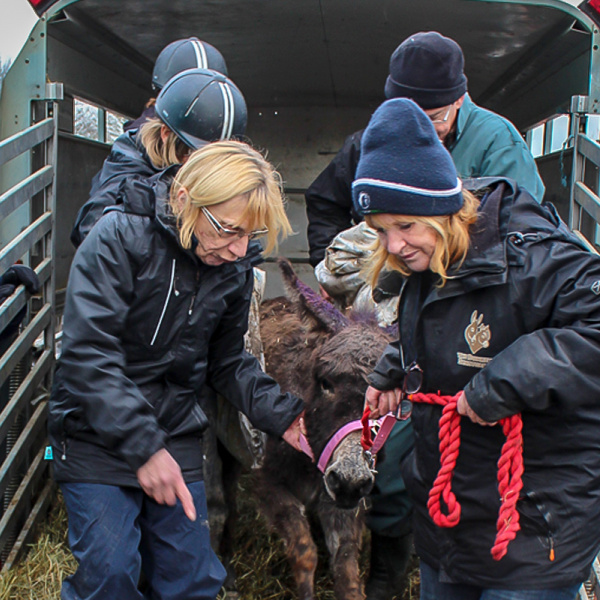 Donkey Dora being rescued