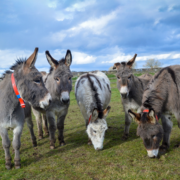 Rescued donkeys grazing