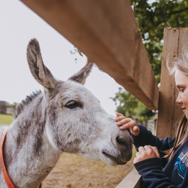 Visiting donkeys in Sidmouth